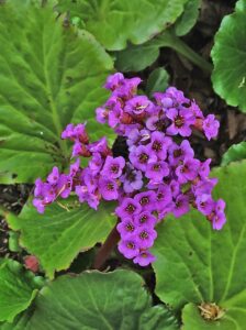 maj w ogrodzie na Siedleckiej