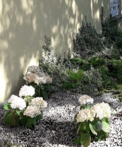 maj w ogrodzie na Siedleckiej