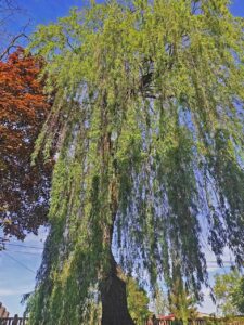 maj w ogrodzie na Siedleckiej