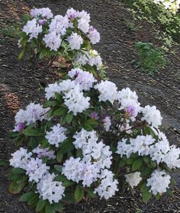 maj w ogrodzie na Siedleckiej