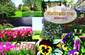 maj w ogrodzie na Siedleckiej1