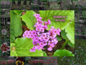 maj w ogrodzie na Siedleckiej